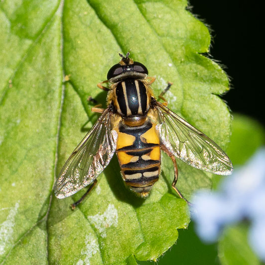 Helophilus pendulus-200360.jpg